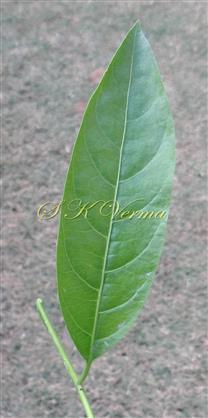 Leaf (Adaxial View)